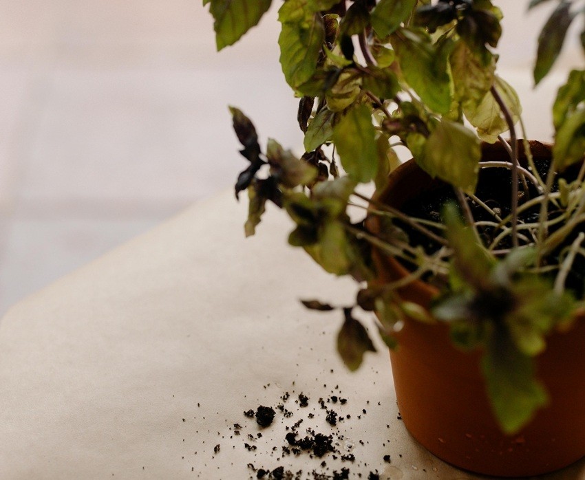 Tulsi plant drying