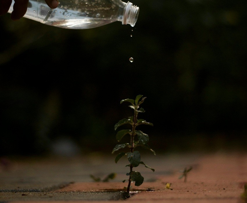 Tulsi watering tips