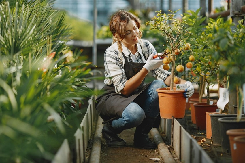 Turn Your Balcony Into a Mini Fruit Garden With These 7 Easy Trees
