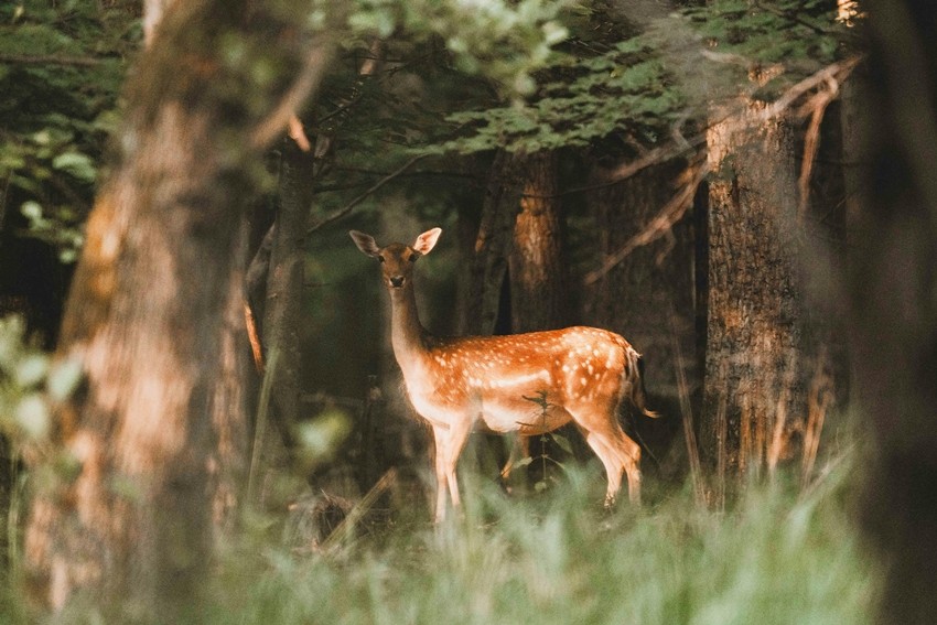Types of Deer