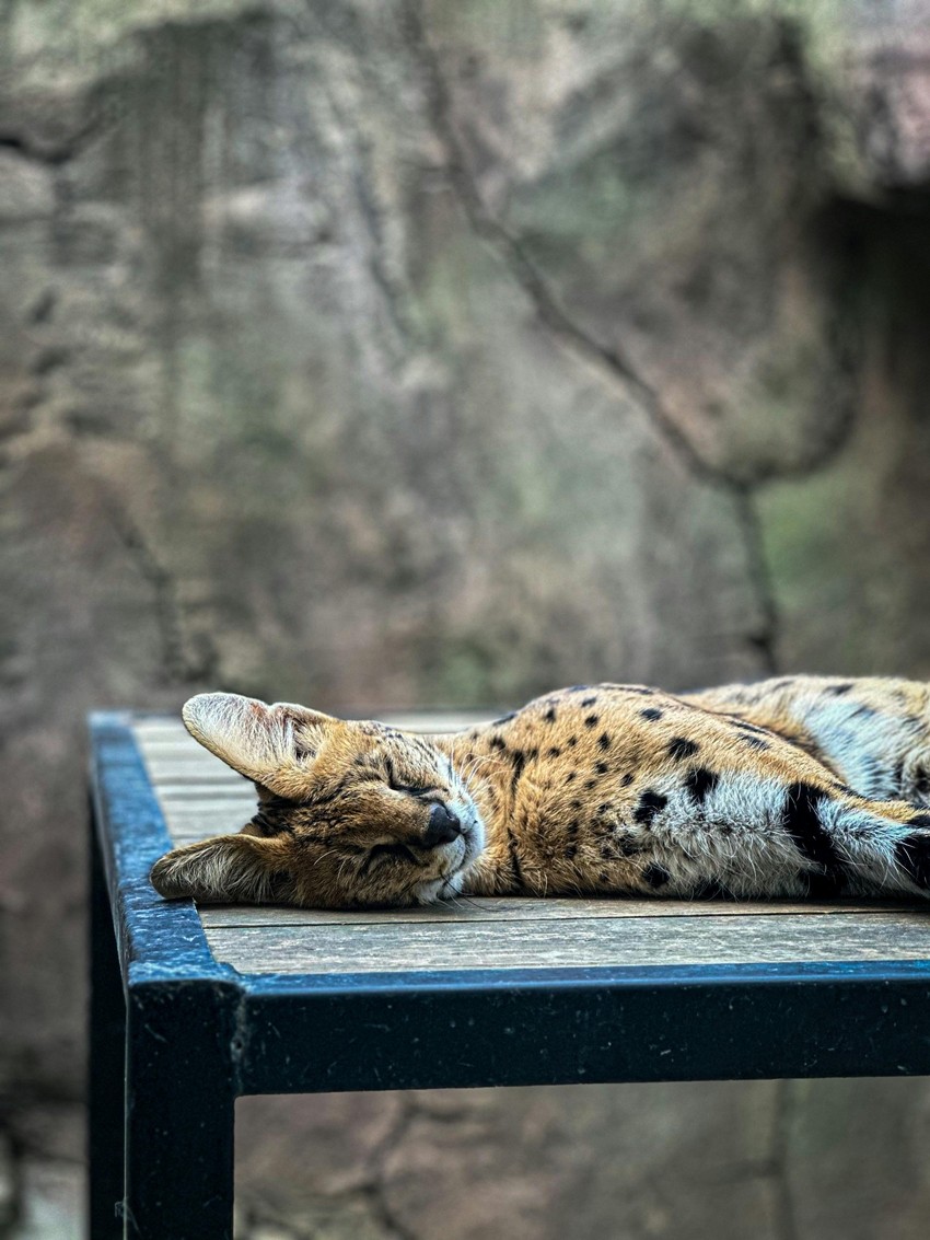 Unique wild cats