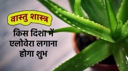 Vastu Tips: एलोवेरा लगाने के लिए कौन सी दिशा है बेहतर? जानें वास्तु शास्त्र नियम