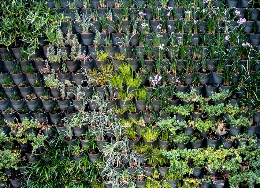 Vertical Gardening