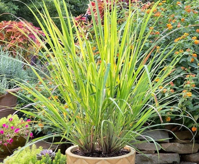 West Indian Lemongrass