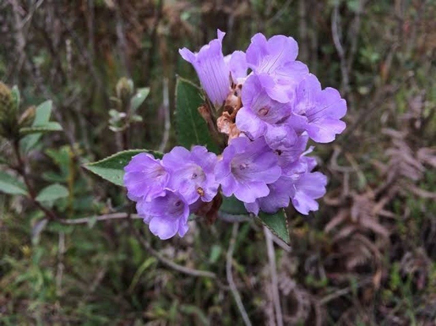 Western Ghats flowers
