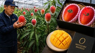 Why Miyazaki Mango is Expensive