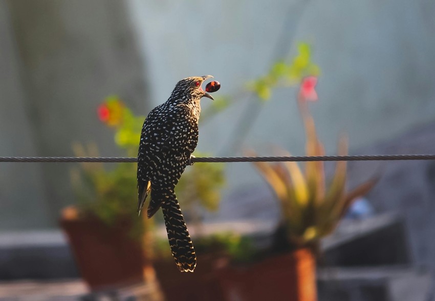 Why These Spectacular Birds Migrate to India Every Year