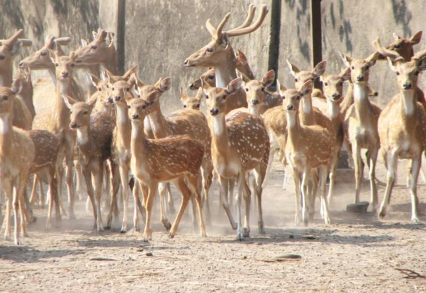 Wildlife conservation India