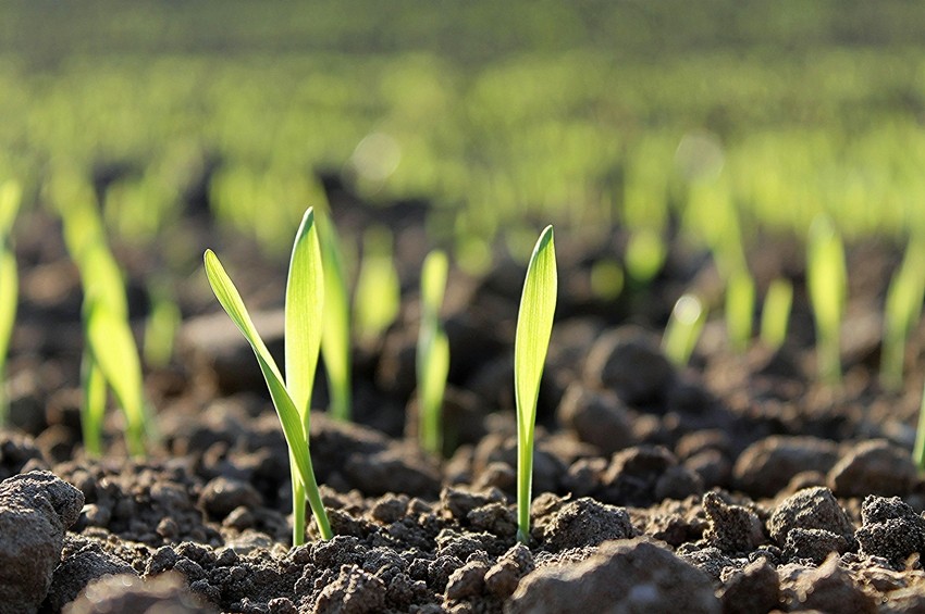 Will Fertilizer Prices Rise