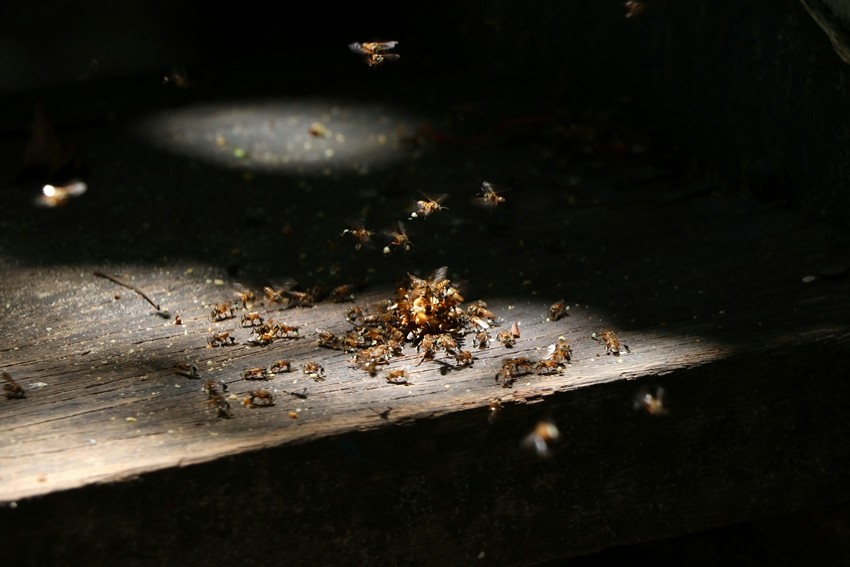 Wooden furniture termite treatment