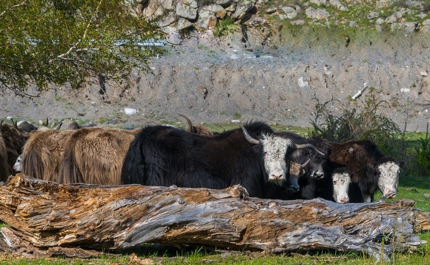 Yak