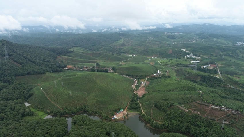 Yunnan Ancient Tea Gardens, China