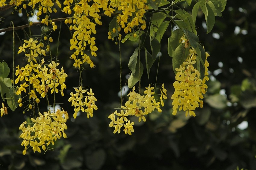 balcony gardening India