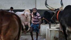 गृह मंत्री को देना पड़ा दखल वरना बकरीद पर कुर्बान हो जाता ‘डोनाल्ड ट्रंप’ जैसा दिखने वाला भैंसा
