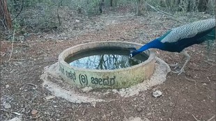 Bidar wildlife water trough initiative, Karnataka wildlife conservation,