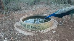 प्यास की इंतहा! बीदर में सड़क पर पानी चाटने को मजबूर हुआ बंदर; बेबसी देख वन्यजीवों के मसीहा बने स्थानीय लोग