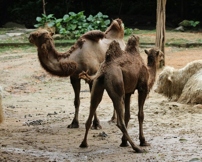 camel