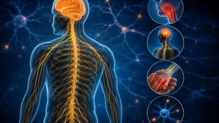 Weak nerves symptoms, नसों की कमजोरी के लक्षण, Nervous system health, How to check nerve health at home, Neurologist tips for nerves, Exercises for nervous system,