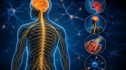 क्या आपकी नसें कमजोर हो रही हैं? न्यूरोलॉजिस्ट से जानिए नर्वस सिस्टम की सेहत जांचने का 1 मिनट का टेस्ट