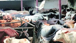 madras high court, bakrid, cow slaughter