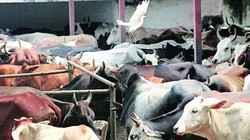 ‘इस्लाम में गाय की कुर्बानी अनिवार्य नहीं’, मद्रास हाई कोर्ट ने बकरीद पर गोहत्या पर लगाया प्रतिबंध