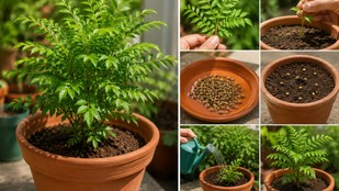 curry leaves planting tips | gardening tips | how to plant curry leaves at pot