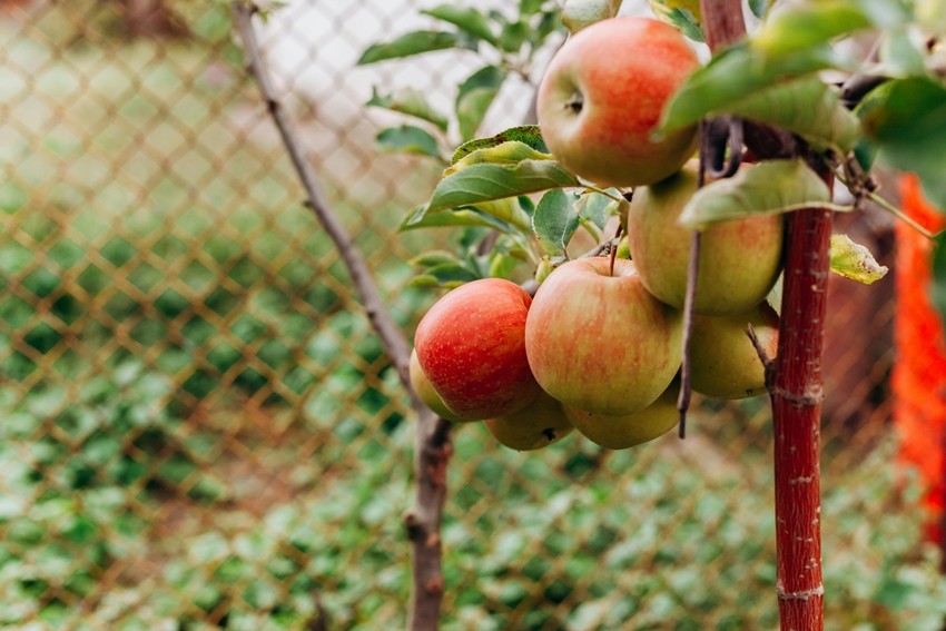 dwarf apple