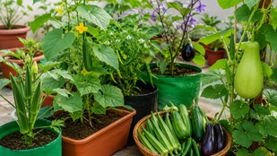 garmiyon-me-ugane-wali-sabziyan | may-june-best-vegetable-plants-for-home-garden | summer-kitchen-garden-vegetables