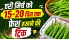 hari-mirch-store-karne-ka-sahi-tarika | green-chilli-storage-tips-in-hindi | hari-mirch-ko-sukhne-se-kaise-bachaye