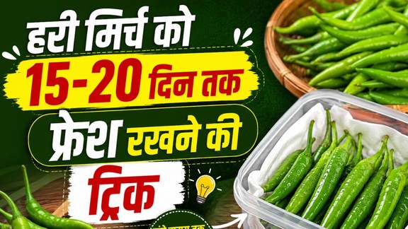 hari-mirch-store-karne-ka-sahi-tarika | green-chilli-storage-tips-in-hindi | hari-mirch-ko-sukhne-se-kaise-bachaye