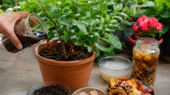 how to make organic fertilizer at home | ghar par khad kaise banaen | homemade fertilizer for potted plants