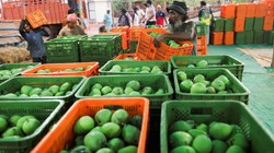 अल्फांसो से लेकर केसर तक: जापान ने 20 साल बाद भारतीय आम पर क्यों लगाया बैन?