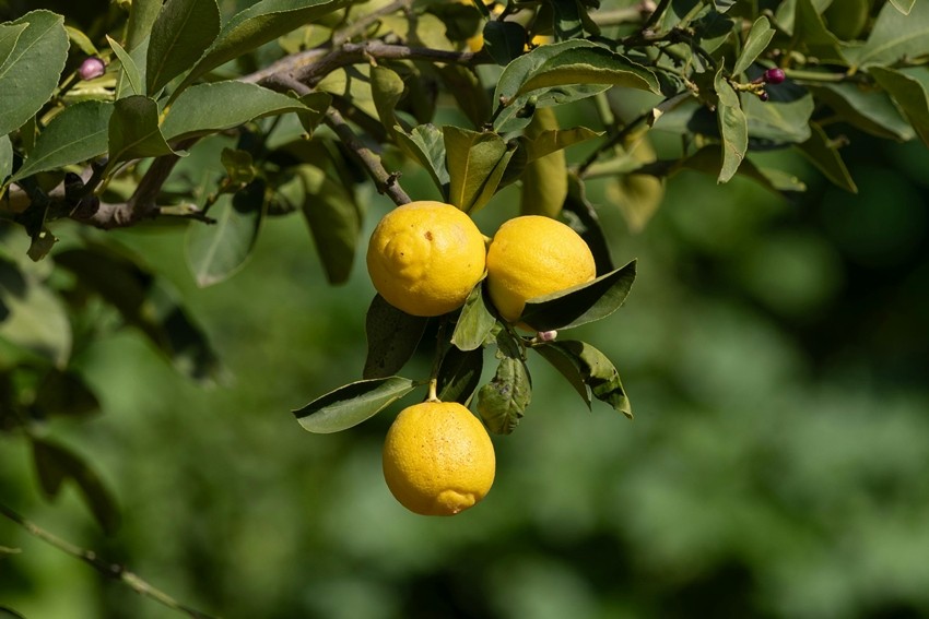 lemon