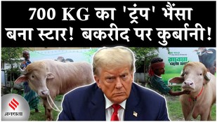 Donald Trump Buffalo Bangladesh: Bakra Eid पर 'डोनाल्ड ट्रंप भैंसे' की कुर्बानी? |Dhaka