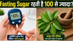 खाली पेट ब्लड शुगर 100 MG/DL से ज्यादा रहती है तो जामुन की पत्तियां चबाएं, आयुर्वेद विशेषज्ञ से जानिए शुगर कंट्रोल में कैसे मददगार हैं ये लीव्स