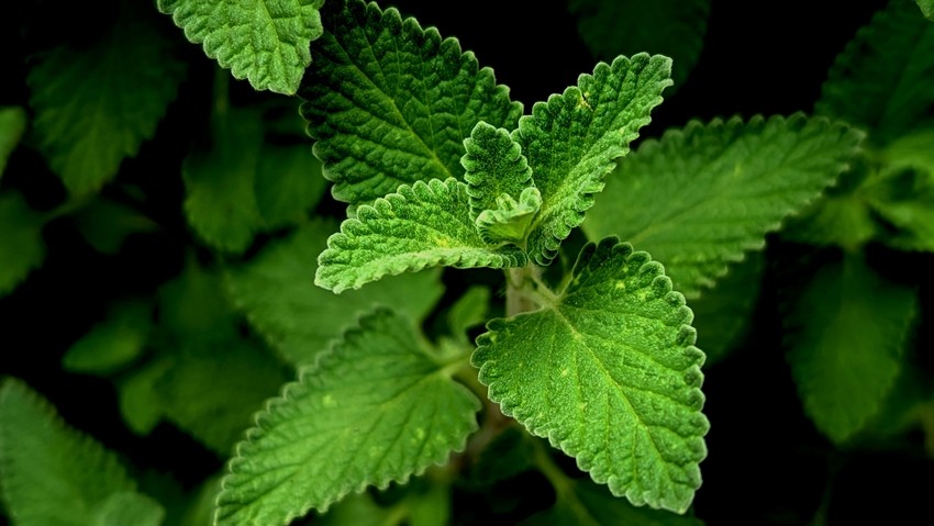 mint 2