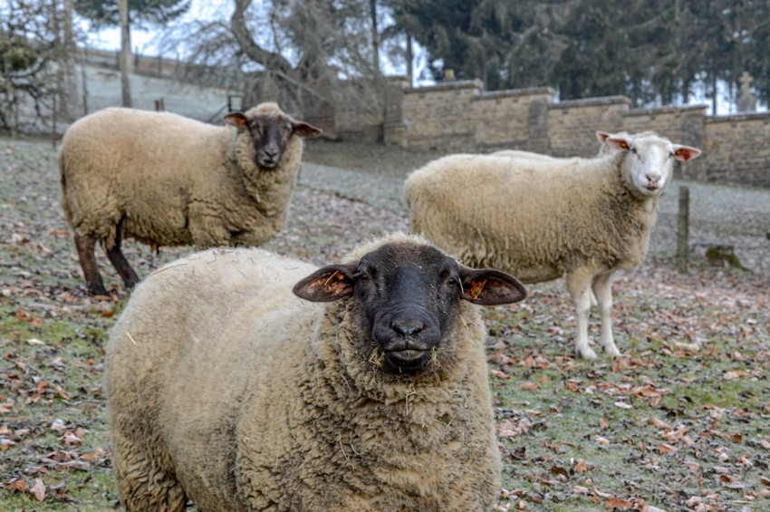 sheep