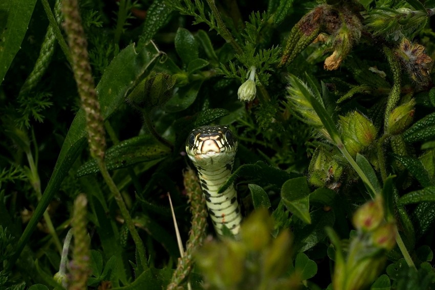 snake
