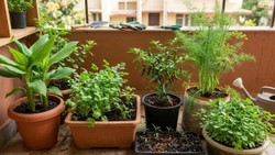 किचन गार्डन में आसानी से उगा सकते हैं ये 5 मसाले, गमले में लगाने से पहले जान लें सही तरीका