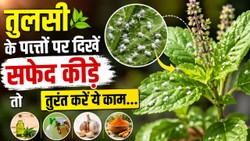 सफेद कीड़ों से खराब हो रही तुलसी, इस तरीके से करें पौधे का बचाव