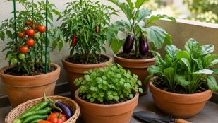 vegetables to grow in pots | vegetables to grow in summer | gamle mein ugaye jane wale paudhe