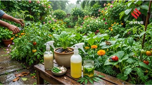 5 Must-Try Tips to Prevent Pest Infestations in Your Garden This Monsoon
