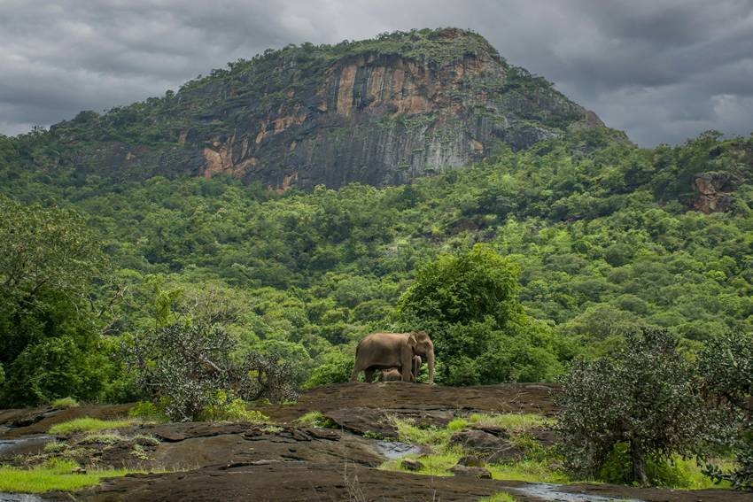 Anamalai Hills