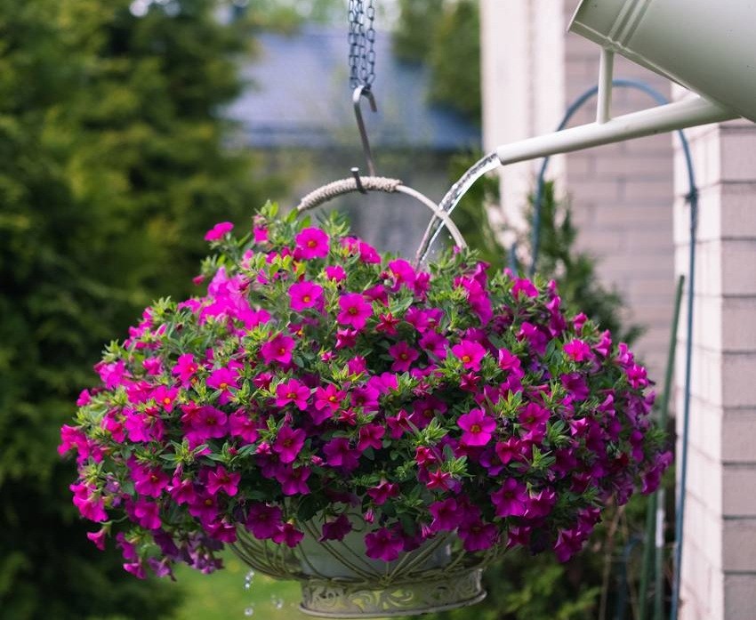 Balcony garden plants