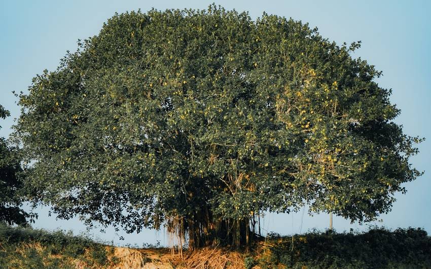 Banyan tree