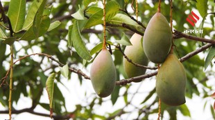 Baramasi Mango Tree