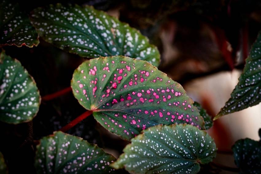 Begonia