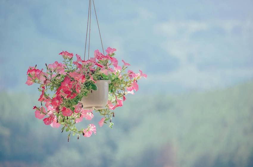 Best plants for hanging baskets