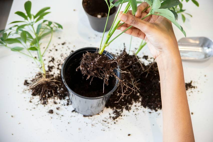 Beware of fungus and root diseases