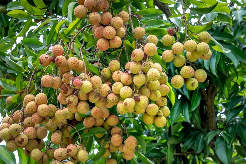 Bombai Litchi